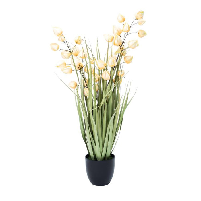LONGJIN-36" PHYSALIS LIGHT ORANGE (413252242)