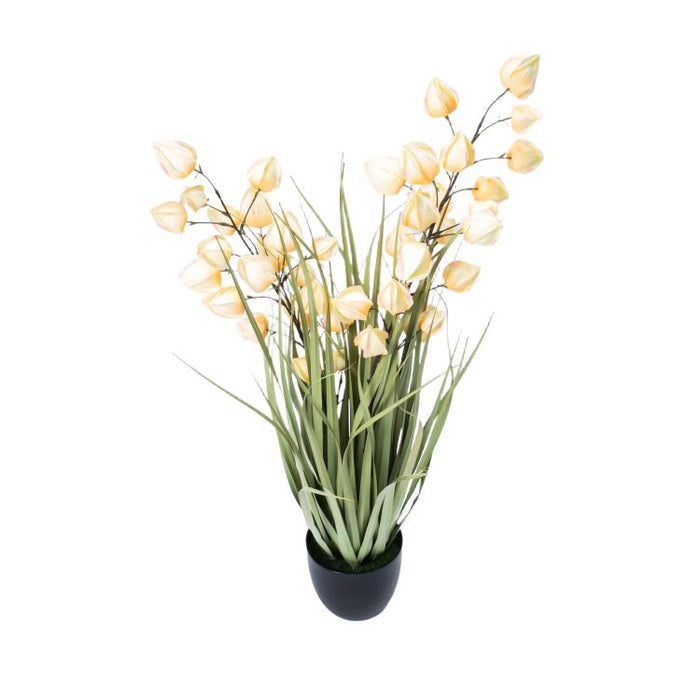 LONGJIN-36" PHYSALIS LIGHT ORANGE (413252242)
