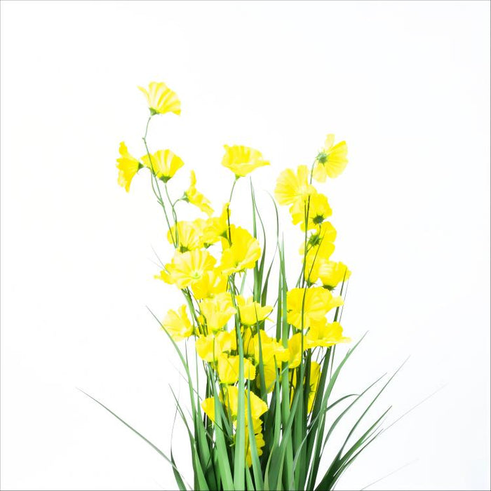 LONGJIN-36" MORNING GLORY YELLOW (413252248)