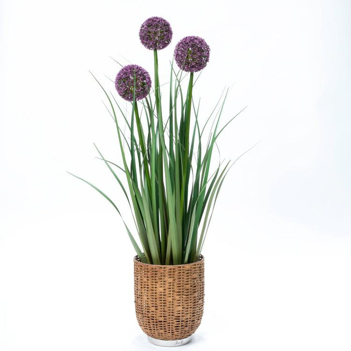 LONGJIN-31.5" ALLIUM GRASS PURPLE (413252239)