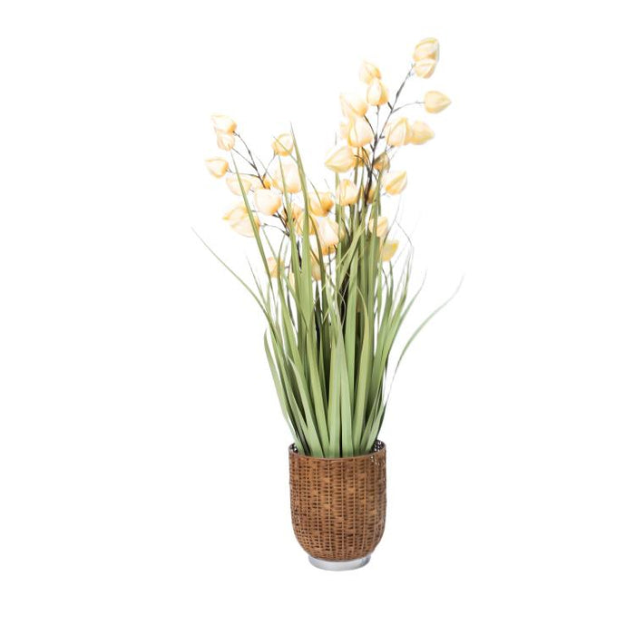LONGJIN-36" PHYSALIS LIGHT ORANGE (413252242)
