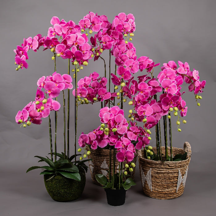 MEIRUI ORCHID WITH MOIST POT 115CM PURPLE (413252073)