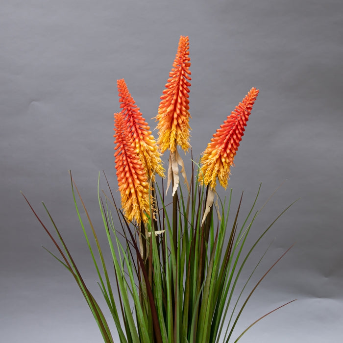 LONGJIN-90CM TORCH LILY GRASS ORG (413252209)