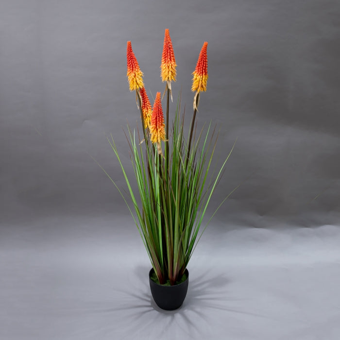 LONGJIN-120CM TORCH LILY GRASS ORG (413252210)