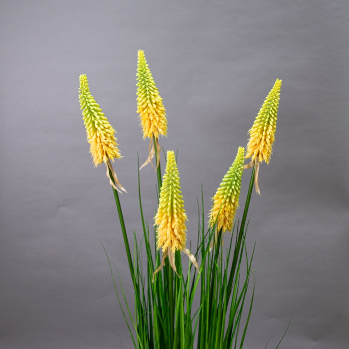 LONGJIN-120CM TORCH LILY GRS ORG (413252213)