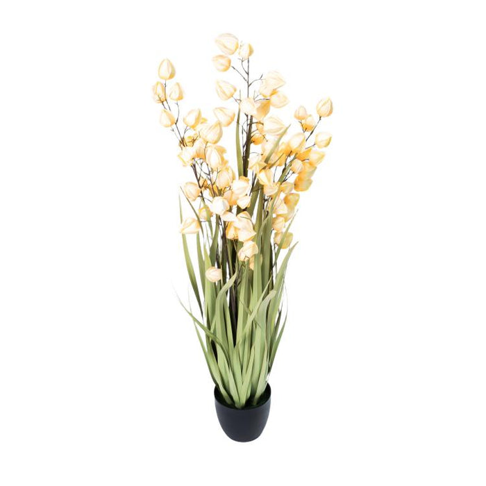 LONGJIN-48" PHYSALIS LIGHT ORANGE (413252243)