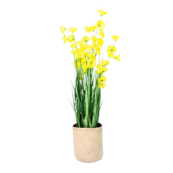 LONGJIN-48" MORNING GLORY YELLOW (413252249)