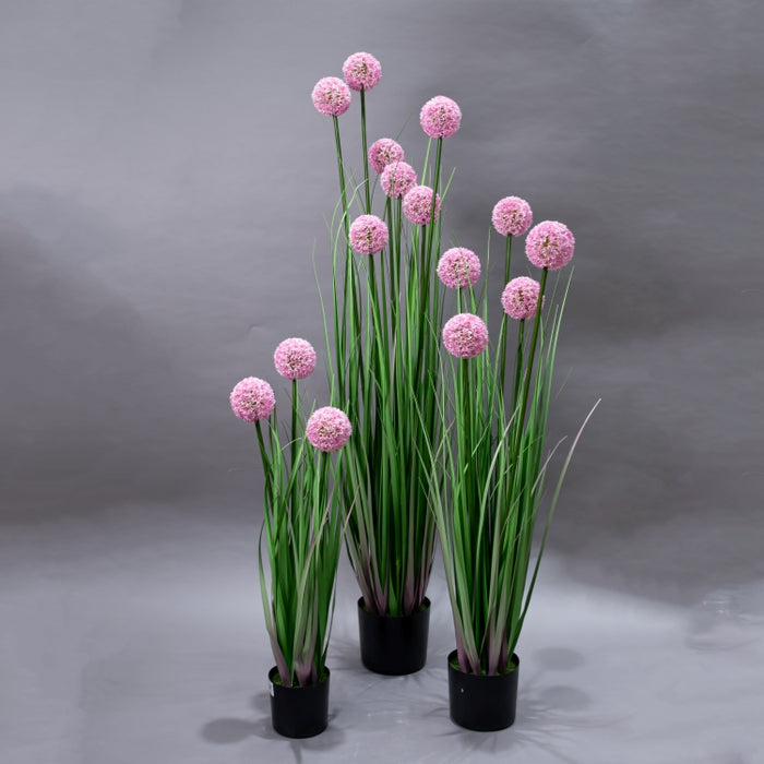 LONGJIN-110C ALLIUM GRASS PINK (413252194)