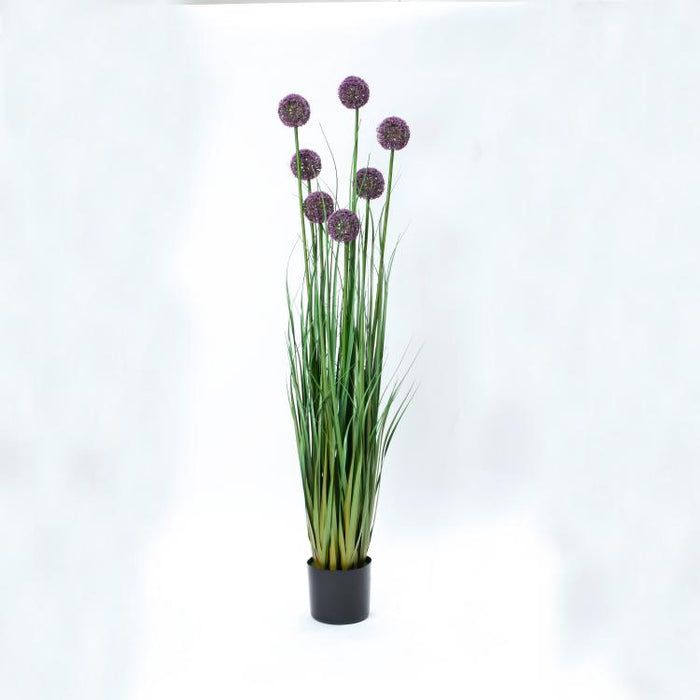 LONGJIN-55.1" ALLIUM GRASS PURPLE (413252241)