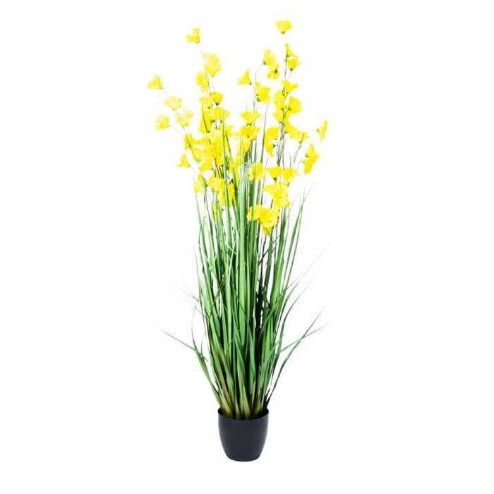 LONGJIN-60" MORNING GLORY YELLOW (413252250)