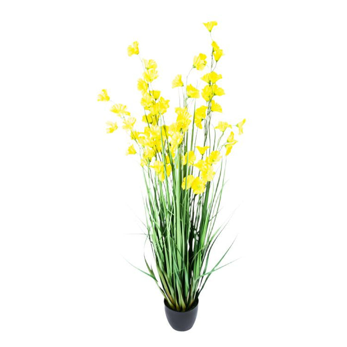 LONGJIN-60" MORNING GLORY YELLOW (413252250)