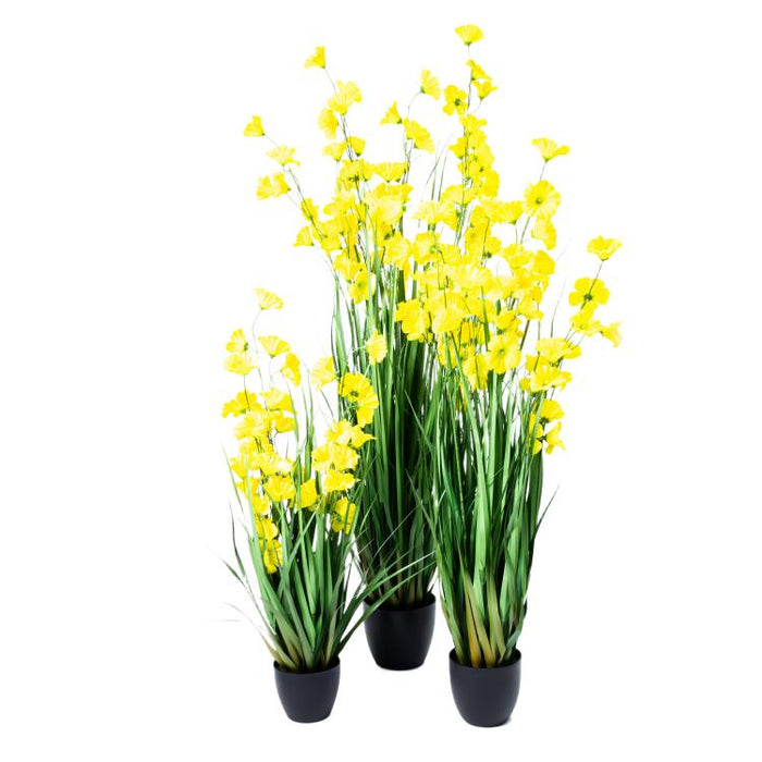 LONGJIN-36" MORNING GLORY YELLOW (413252248)