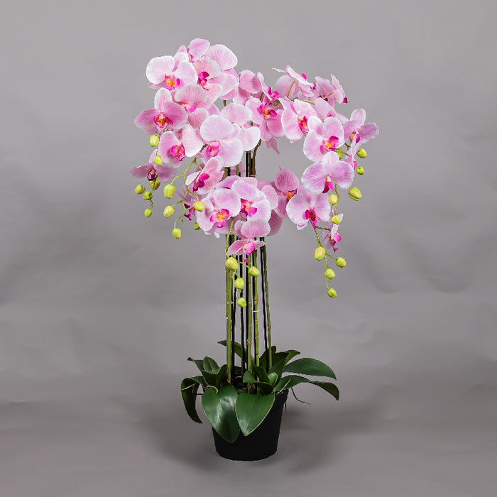 MEIRUI ORCHID WITH PLASTIC POT 90CM LIGHT PURPLE (41325069)