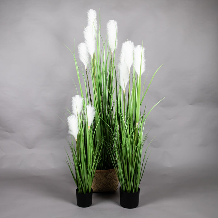 LONGJIN 60INCH REED GRASS WITH PLASTIC POT (413252053)